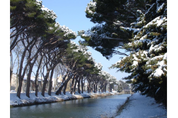 Les arbres du canal ont revêtu leur manteau d'hiver Mairie de Sallèles d'Aude